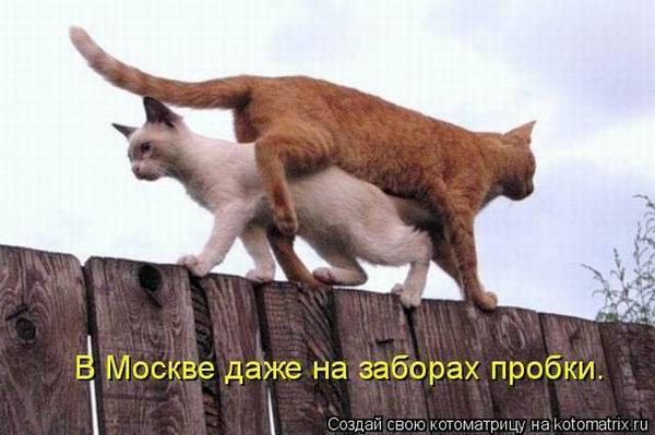 Лучшие котоматрицы недели