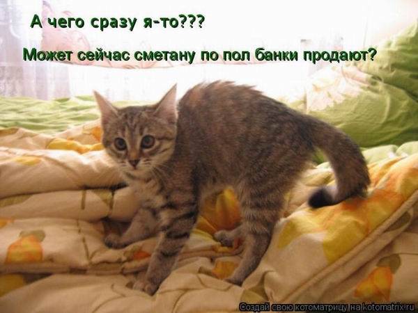 Лучшие котоматрицы недели