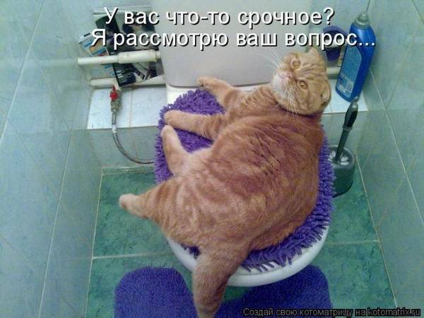 Лучшие котоматрицы недели