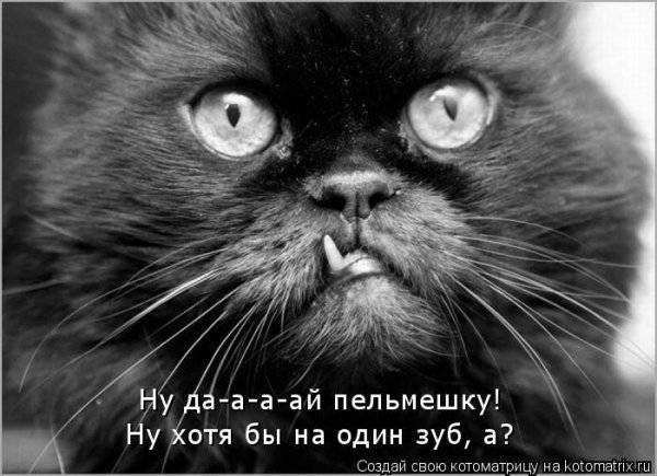 Котоматрицы