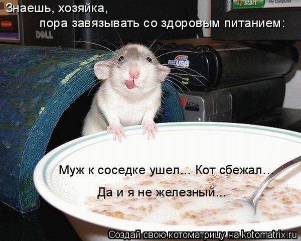 Котоматрицы