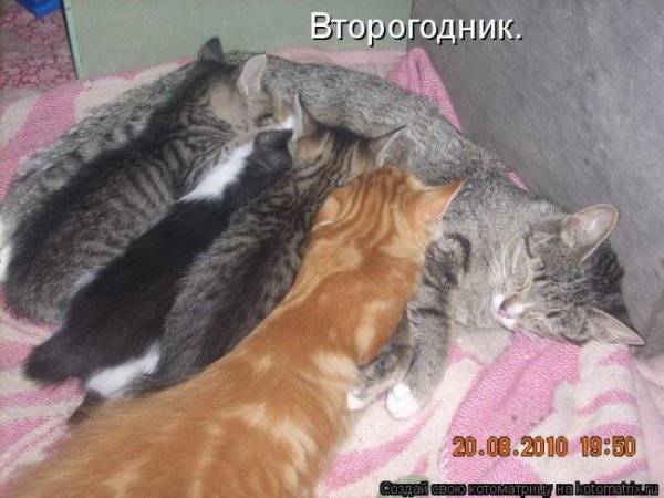 Котоматрицы