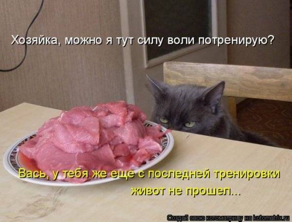 Котоматрицы