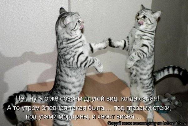 Котоматрицы