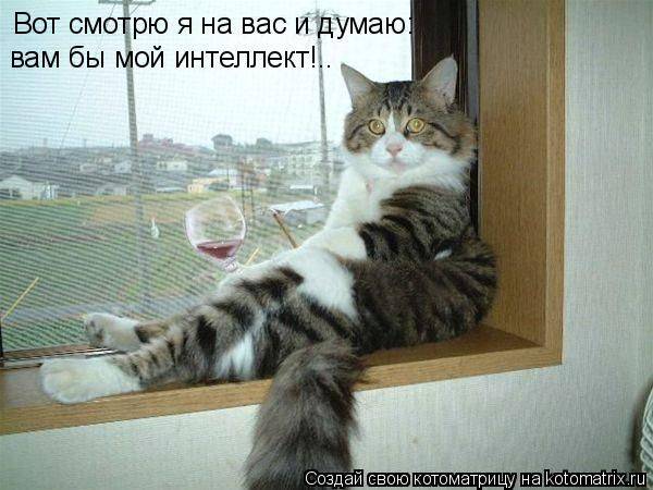 Котоматрицы