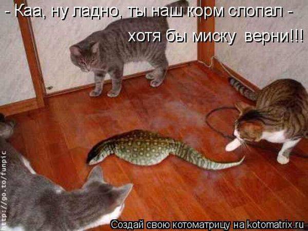 Котоматрицы