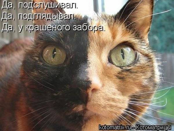 Котоматрицы