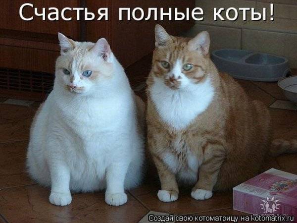 Котоматрицы