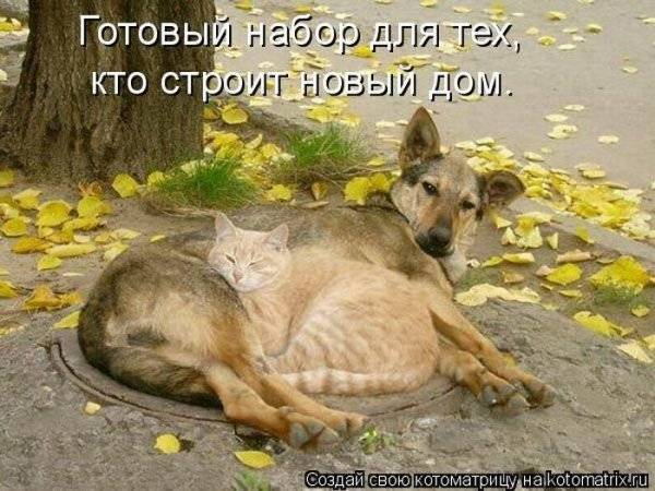 Котоматрицы