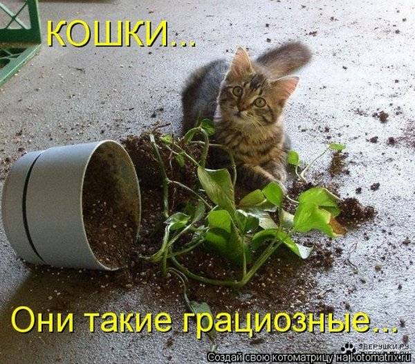 Котоматрицы