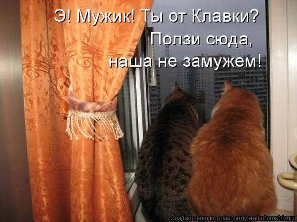 Котоматрицы