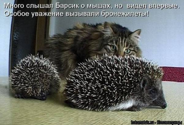 Котоматрицы