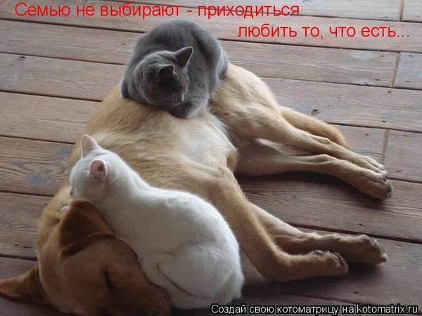 Котоматрицы