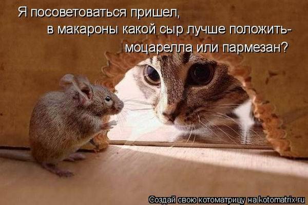 Веселые котоматрицы