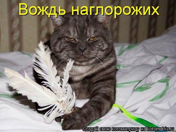 Веселые котоматрицы