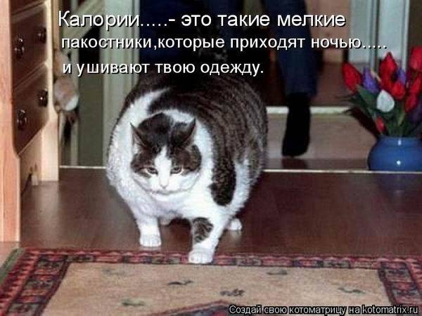 Веселые котоматрицы