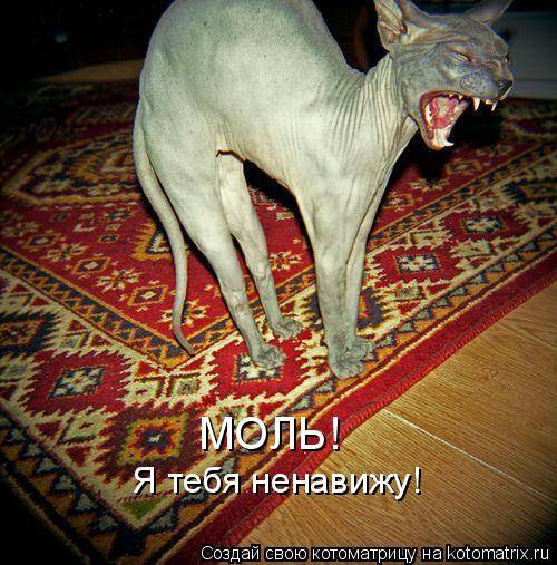 Веселые котоматрицы