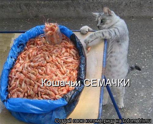 Веселые котоматрицы