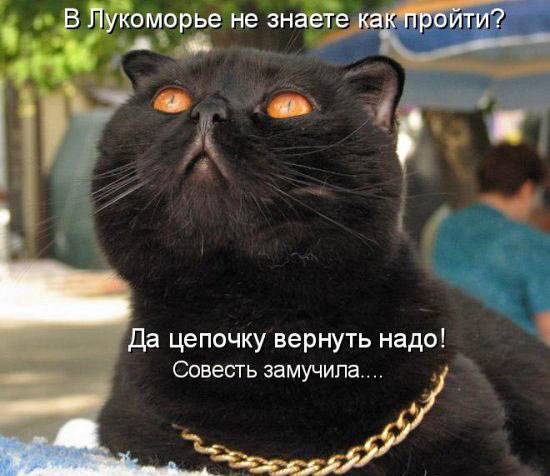 Веселые котоматрицы