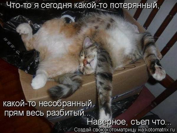 Веселые котоматрицы