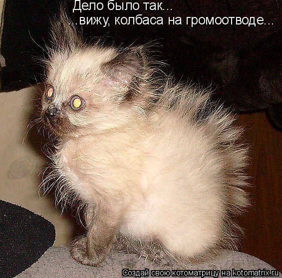 Веселые котоматрицы