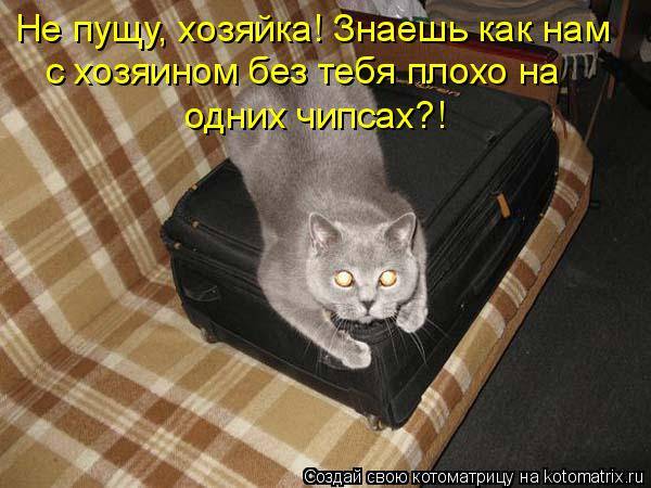 Веселые котоматрицы