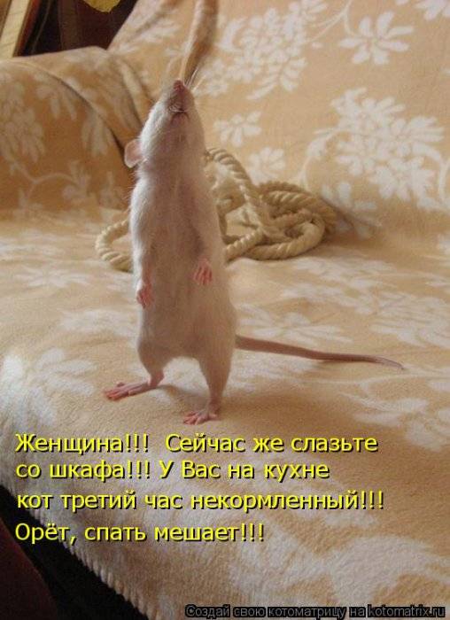 Веселые котоматрицы