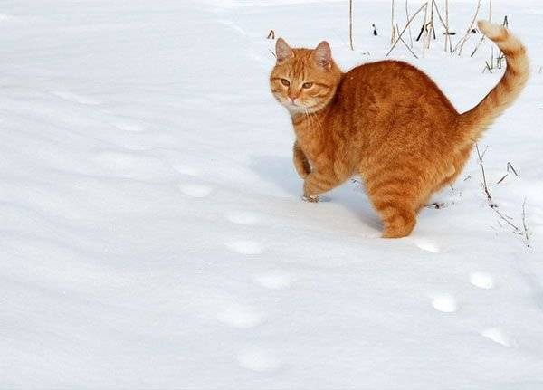 Зима и кошки