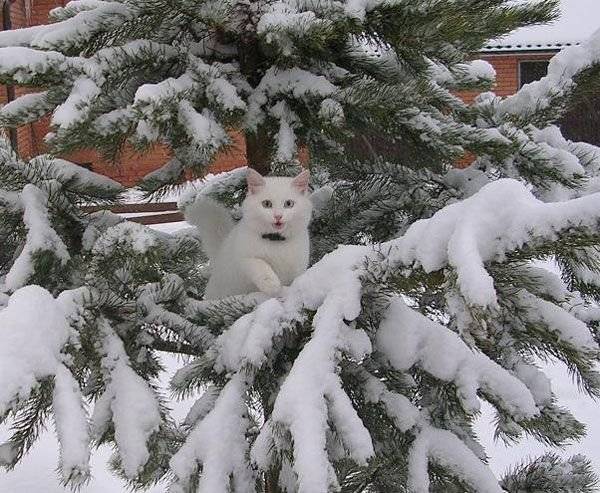 Зима и кошки