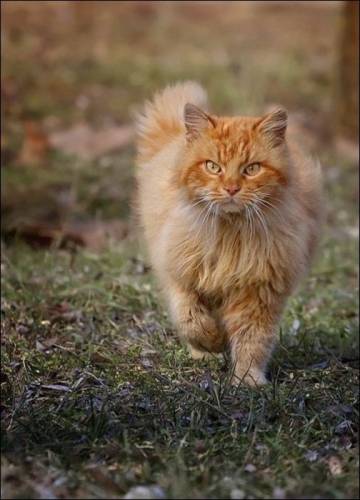 Кота Ваську не победить!