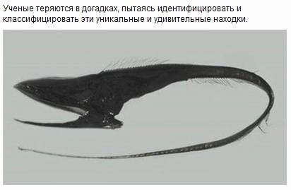 Мутанты и монстры из морских глубин