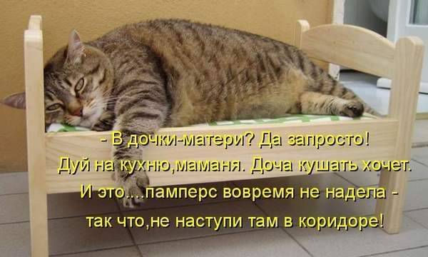 Смешные фотки с надписями