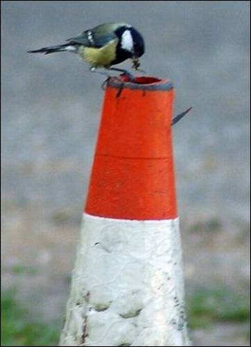 Домик в дорожном конусе (4 фото)