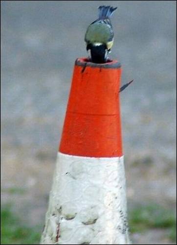 Домик в дорожном конусе (4 фото)