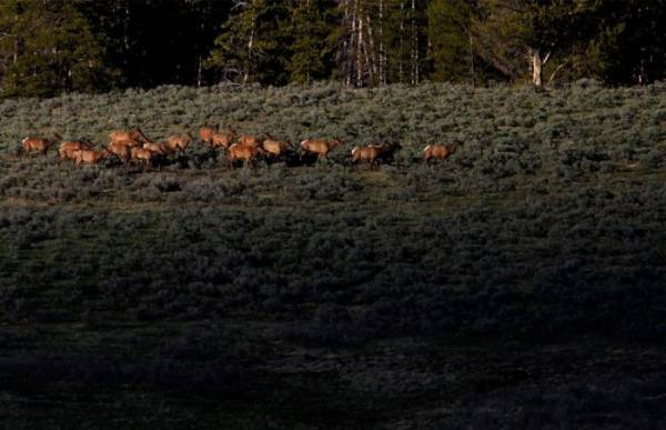 Национальный парк в США - Yellowstone