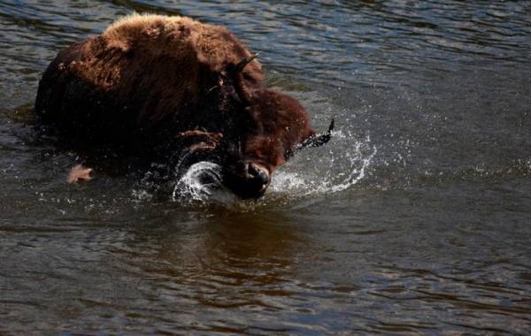 Национальный парк в США - Yellowstone