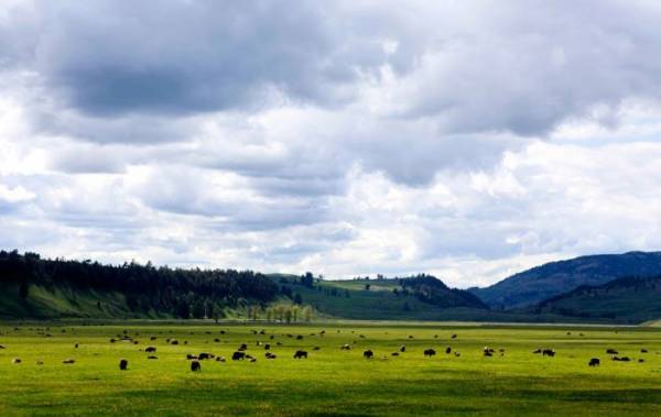 Национальный парк в США - Yellowstone