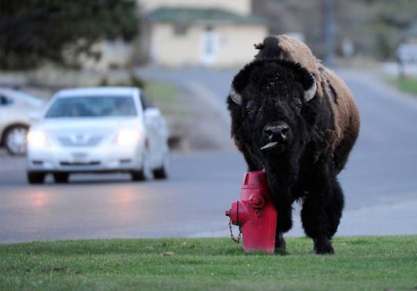 Национальный парк в США - Yellowstone