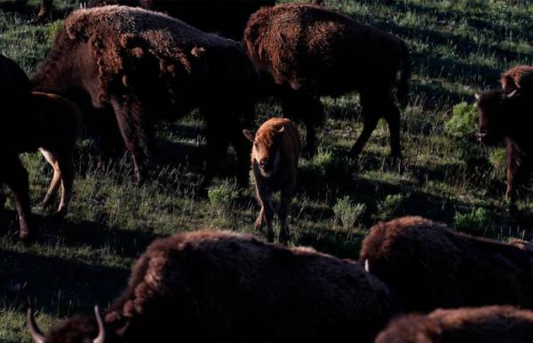 Национальный парк в США - Yellowstone