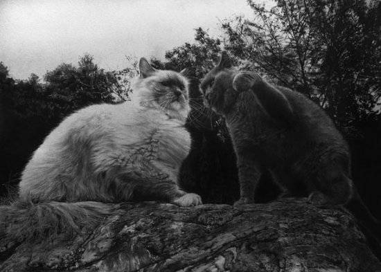 Фотореалистичные рисунки кошек простым карандашом