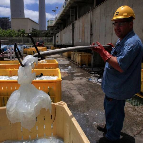 Медузы заблокировали водоснабжение электростанции