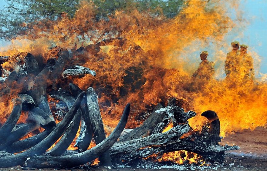 В Кении сожгли пять тонн слоновой кости (10 фото)