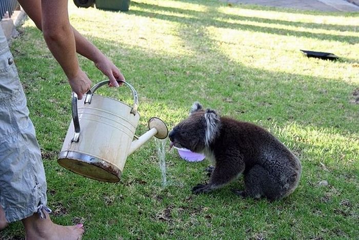 Коала охлаждается от летней жары