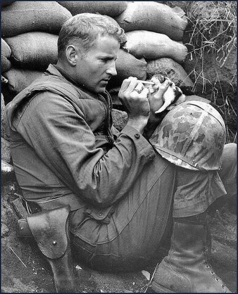 Собаки и кошки на руках военных (48 фото)