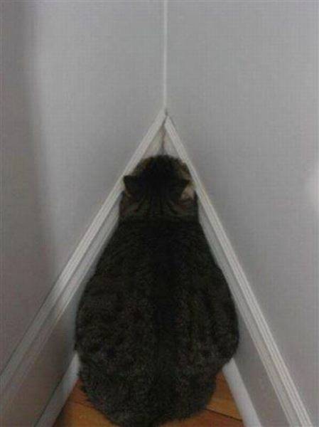 Прикольные картинки (40 штук)