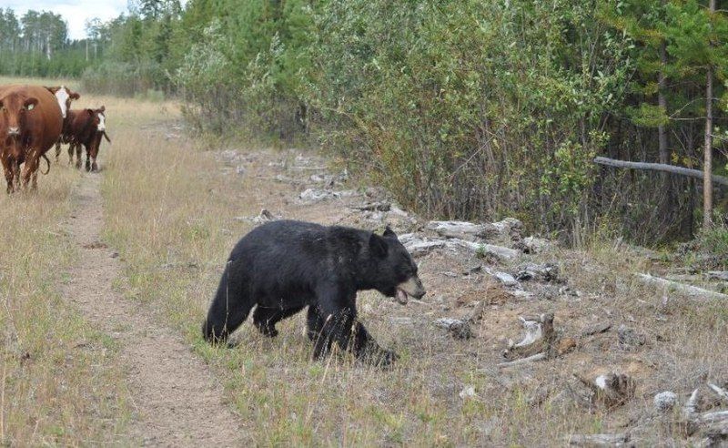 Медведь против стада коров (8 фото)