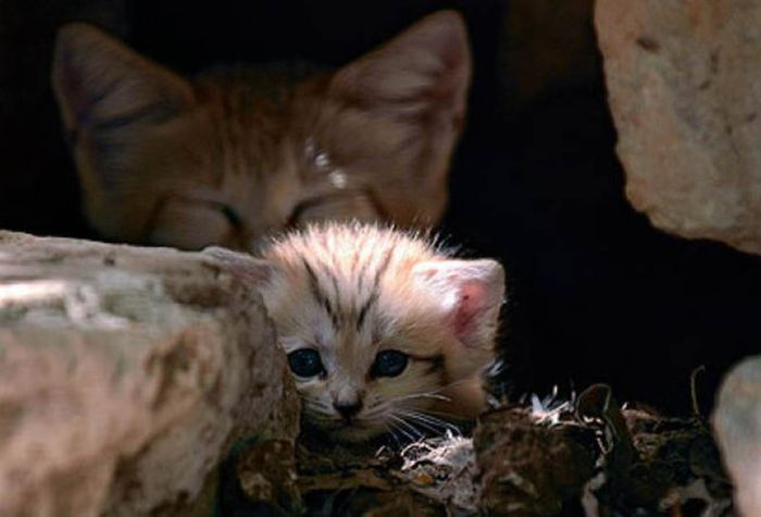 Котенок песчаной кошки