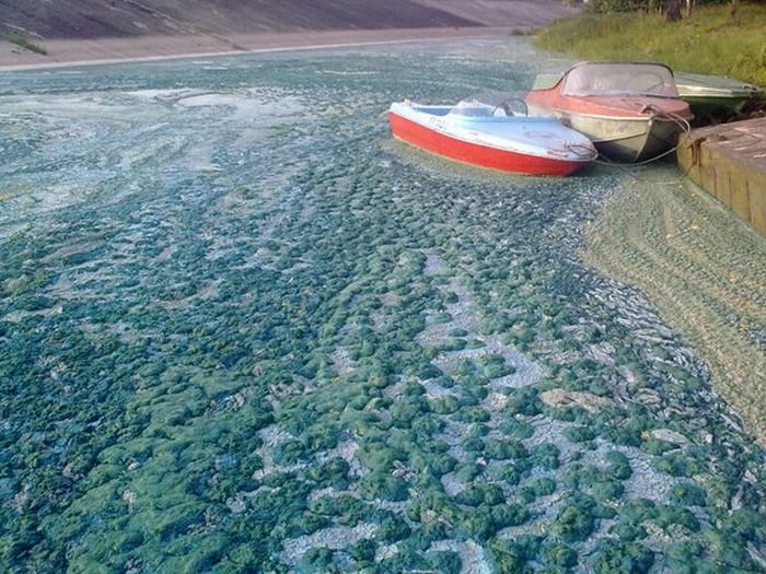 Синяя пена Вилейском водохранилище в Минске