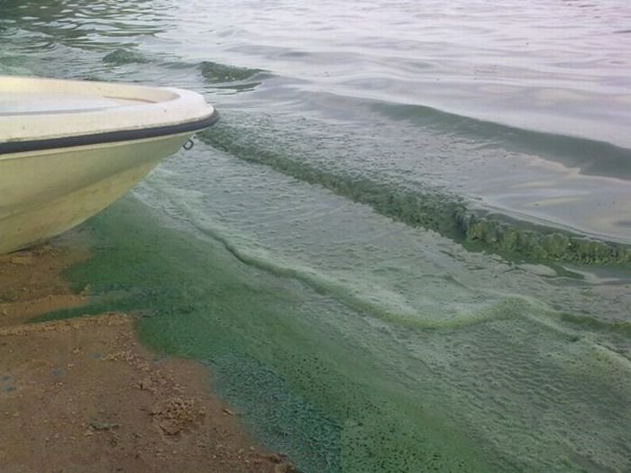 Синяя пена Вилейском водохранилище в Минске