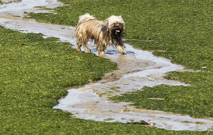 Токсичные водоросли на пляже во Франции